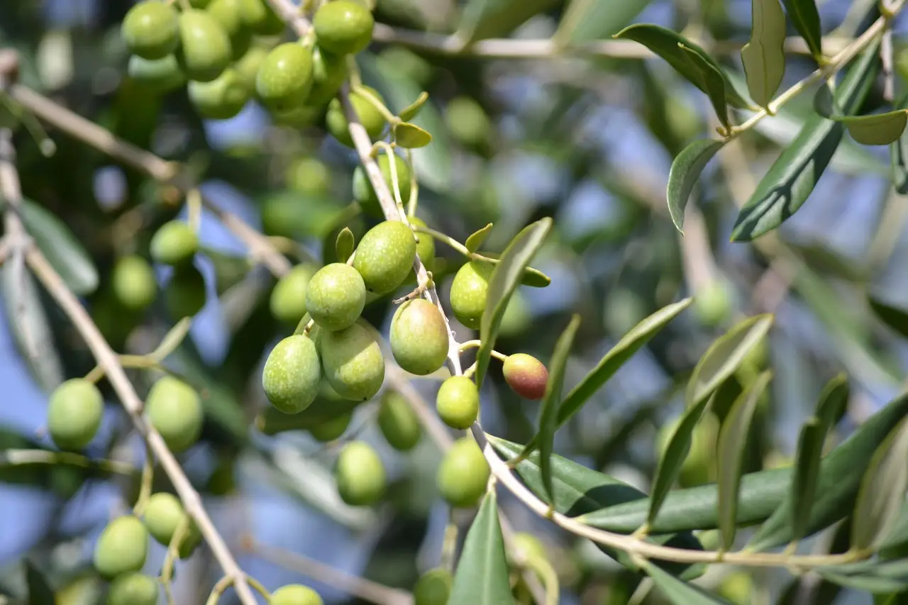 services-03 olives, green olives, olive grove, green, oil, olive harvest, branch of olives, to collect, olive, cultivate, agriculture, olives, olives, olives, olive, olive, olive, olive, olive