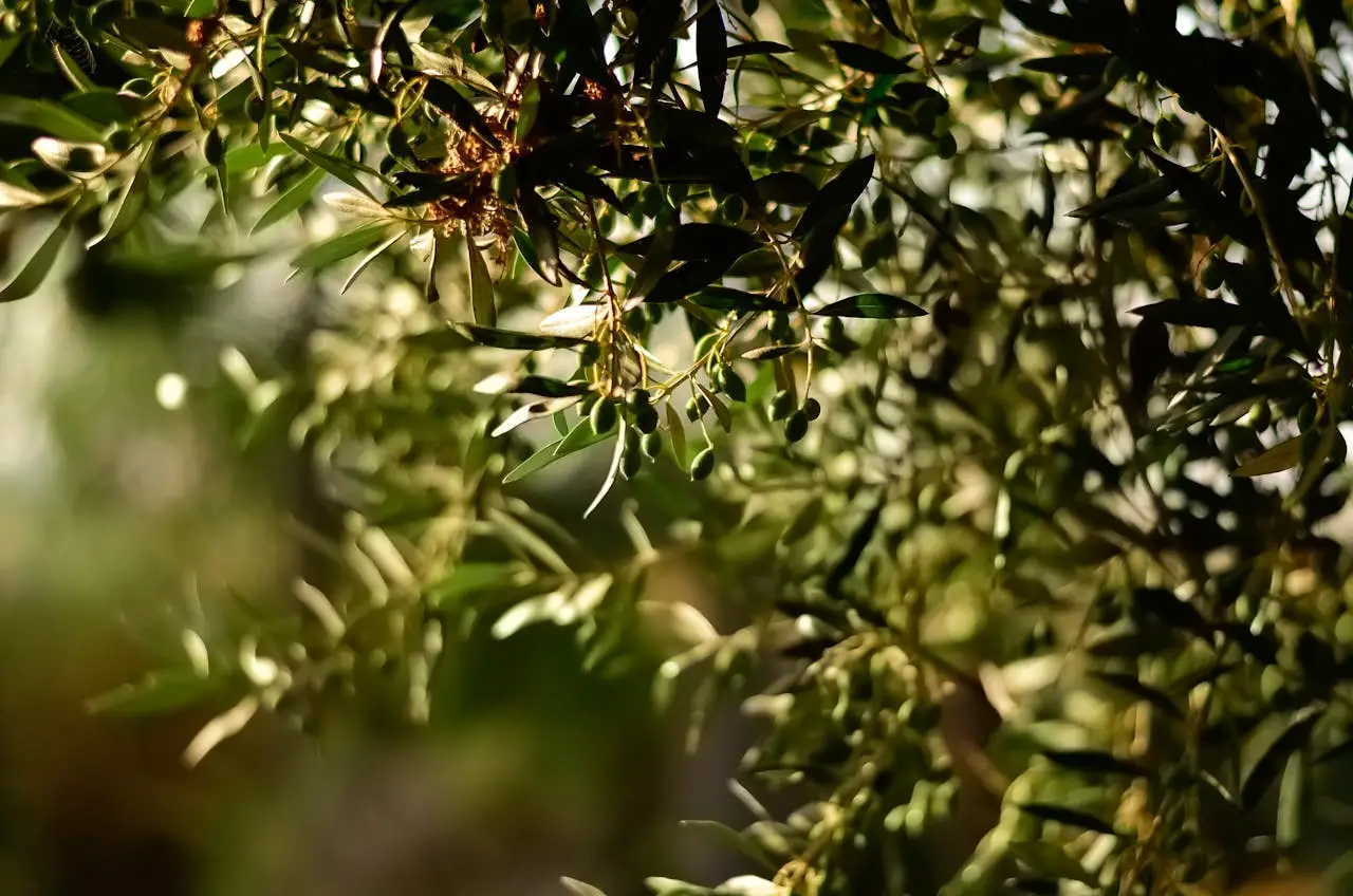 services-04 Close-up of olive tree branches with sunlit leaves and ripe olives in Greece.