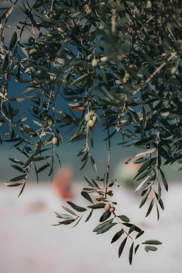 about-us A vibrant olive tree branch with green olives in natural daylight, showcasing freshness and growth.